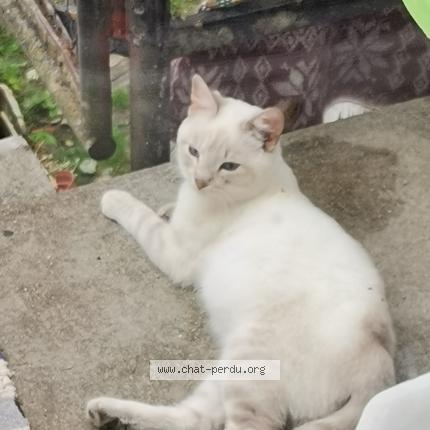 Photo 1/1 Chat retrouvé Perdu à Fontenay Le Comte