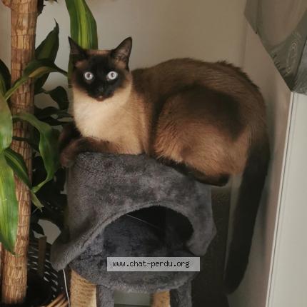 Photo 1/1 Chat retrouvé Perdu à Toulouse