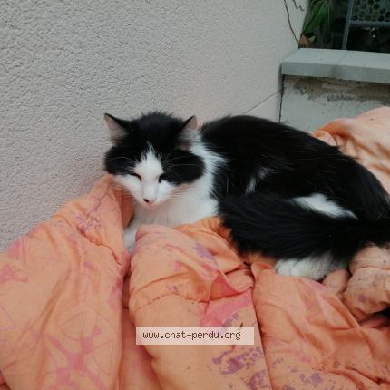 Photo 1/1 Chat retrouvé Trouvé à Nanteuil Les Meaux