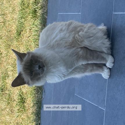 Photo de chat perdu à Nantes