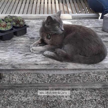 Photo de chat perdu à Coulounieix Chamiers