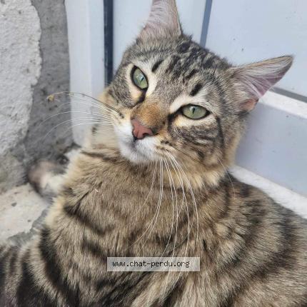 Photo de chat trouvé à Nancy