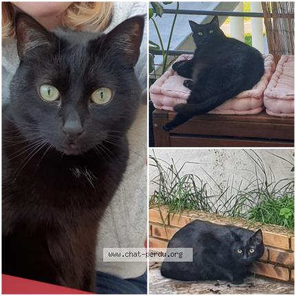 Photo de chat perdu à Saint Etienne De Montluc