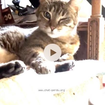 Photo de chat perdu à Givors