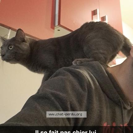 Photo 1/6 Chat retrouvé Perdu à Bogny Sur Meuse