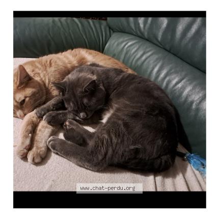 Photo 2/6 Chat retrouvé Perdu à Bogny Sur Meuse