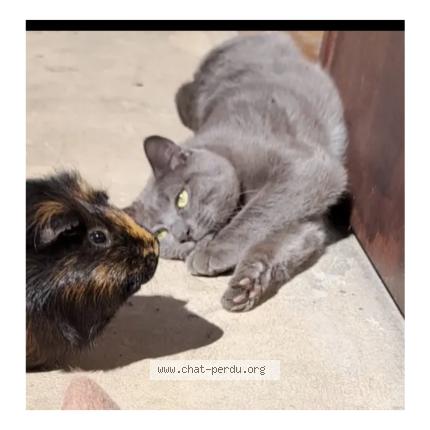 Photo 3/6 Chat retrouvé Perdu à Bogny Sur Meuse