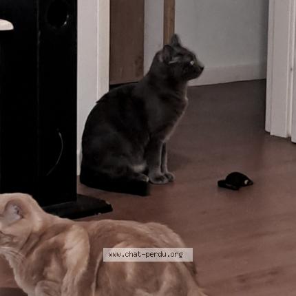 Photo 6/6 Chat retrouvé Perdu à Bogny Sur Meuse