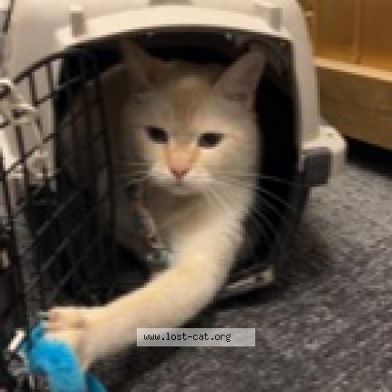 Photo 1/1 Chat retrouvé Trouvé à Toronto