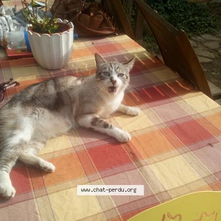 Photo 1/1 Chat retrouvé Perdu à Toulouse