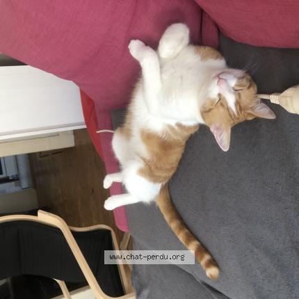 Photo 1/1 Chat retrouvé Perdu à Strasbourg