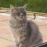 Photo de chat perdu à Pizay