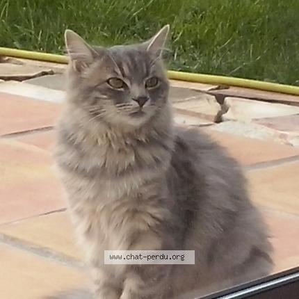 Photo 2/2 Chat retrouvé Perdu à Pizay