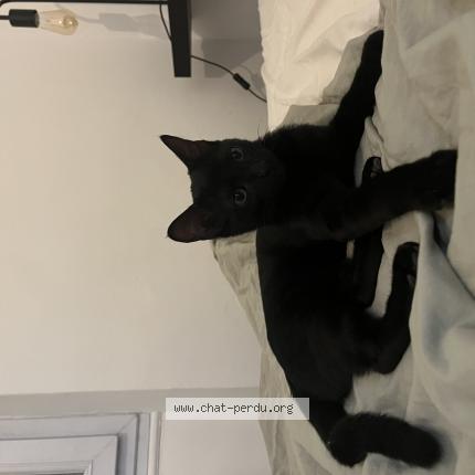 Photo 1/1 Chat retrouvé Trouvé à Marseille