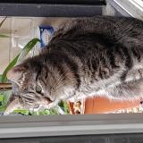 Photo de chat perdu à Viroflay