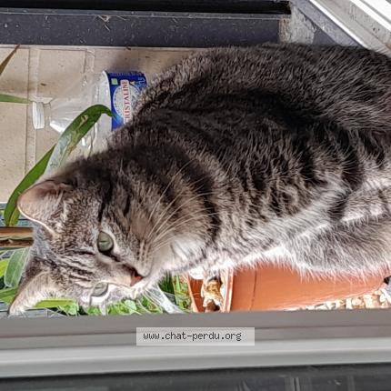 Photo 1/1 Chat retrouvé Perdu à Viroflay