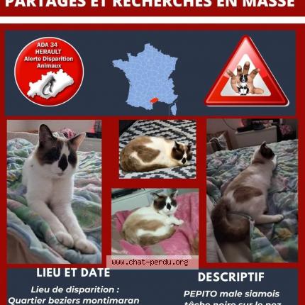 Photo 1/1 Chat retrouvé Perdu à Beziers