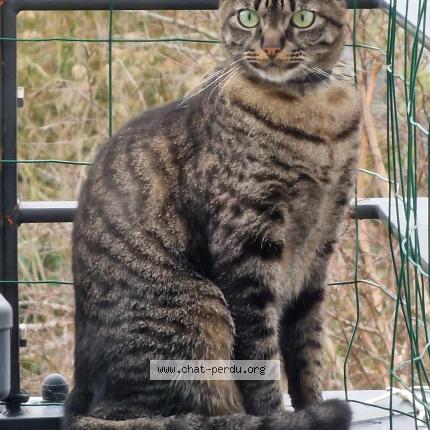Photo de chat perdu à Brest