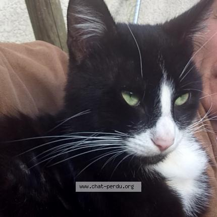 Photo 1/1 Chat retrouvé Perdu à Cergy