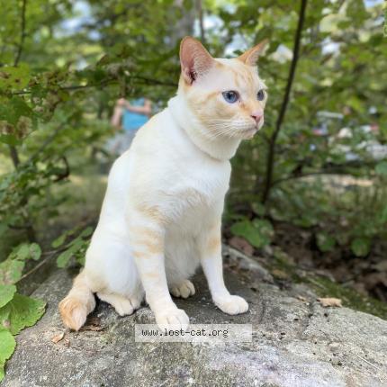 Photo 1/1 Chat retrouvé Perdu à Newmarket