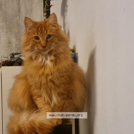 Photo 1/1 Chat retrouvé Perdu à Louhans