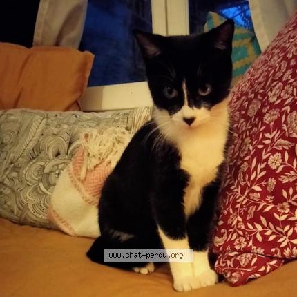 Photo de chat perdu à Toulouse