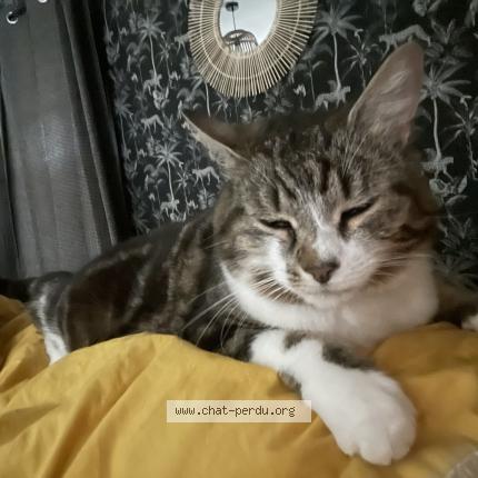 Photo 1/1 Chat retrouvé Perdu à Mesnil Esnard