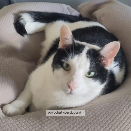 Photo 1/1 Chat retrouvé Perdu à Bordeaux