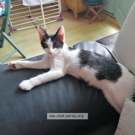Photo de chat perdu à Saint Sebastien Sur Loire