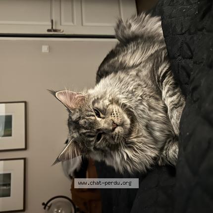 Photo de chat perdu à Bazas