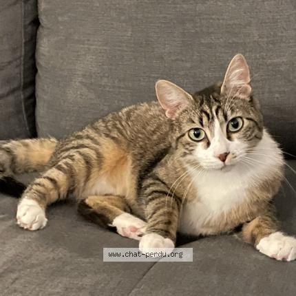 Photo de chat perdu à Grenoble