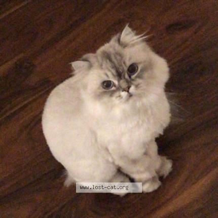 Photo 1/1 Chat retrouvé Perdu à Ajax