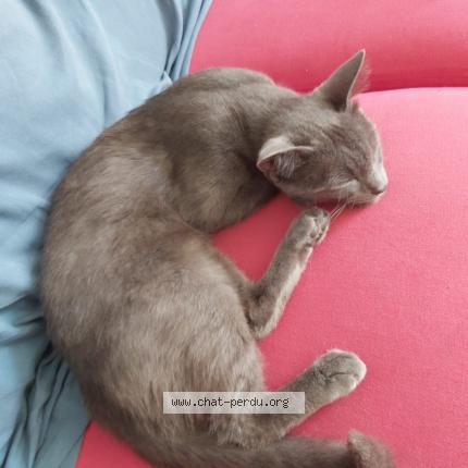 Photo de chat trouvé à Montpellier