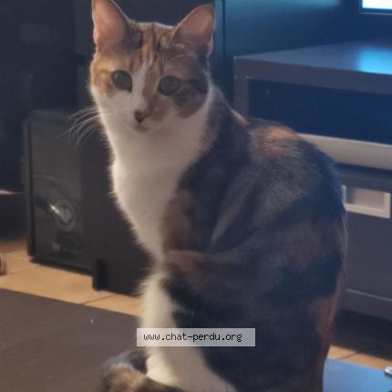 Photo 1/1 Chat retrouvé Perdu à Saint Bonnet En Champsaur