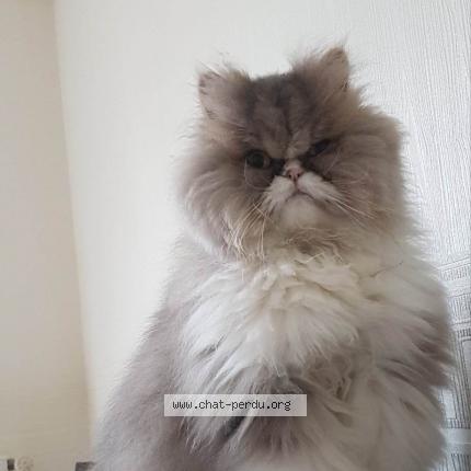 Photo de chat perdu à Dijon