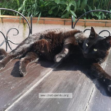 Photo 1/1 Chat retrouvé Perdu à Pithiviers