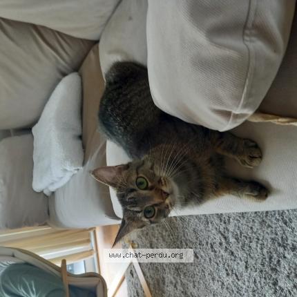Photo de chat perdu à Villedommange