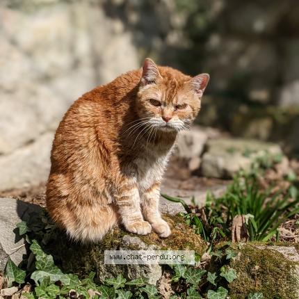 Photo de chat perdu à Saint Leu D Esserent