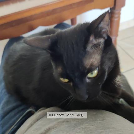 Photo 1/1 Chat retrouvé Perdu à Rodez
