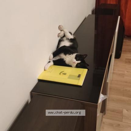 Photo 1/1 Chat retrouvé Perdu à Toulouse