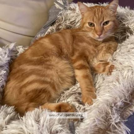 Photo 1/1 Chat retrouvé Perdu à Courbevoie