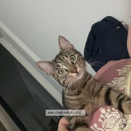 Photo de chat perdu à Mericourt