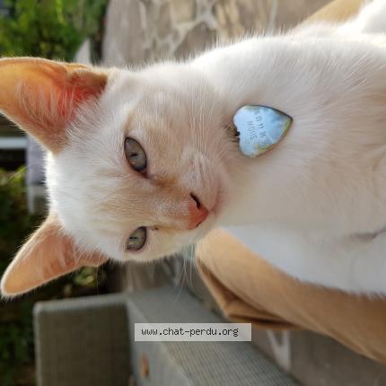 Photo de chat perdu à Meyreuil