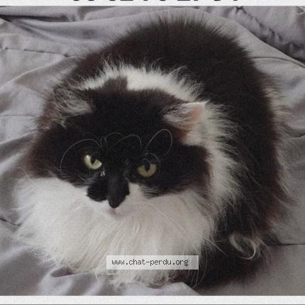 Photo 1/1 Chat retrouvé Perdu à Plougastel Daoulas
