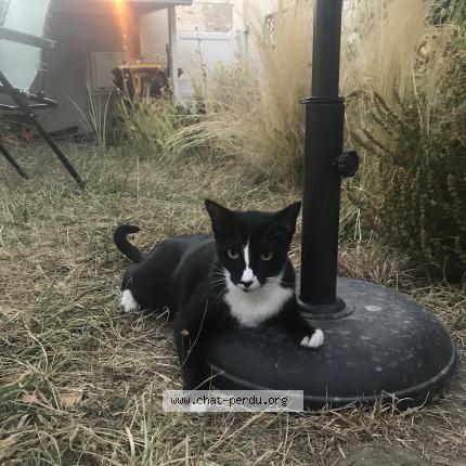 Photo 1/1 Chat retrouvé Perdu à Marines