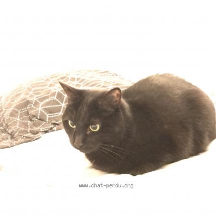 Photo de chat perdu à Orleans