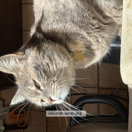 Photo de chat perdu à Montigny Les Metz