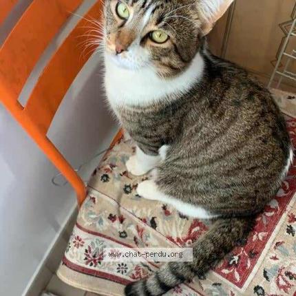 Photo de chat perdu à Marseille