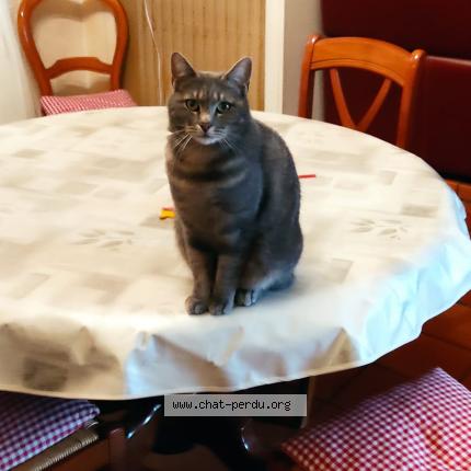 Photo de chat perdu à Champigny Sur Marne