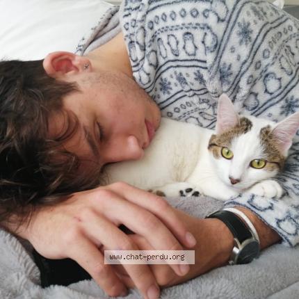 Photo 1/1 Chat retrouvé Perdu à Chambray Les Tours